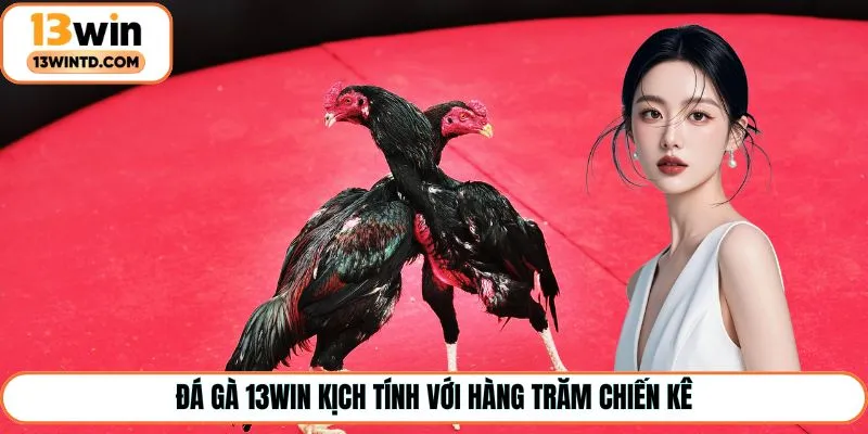 Đá gà 13Win kịch tính với hàng trăm chiến kê